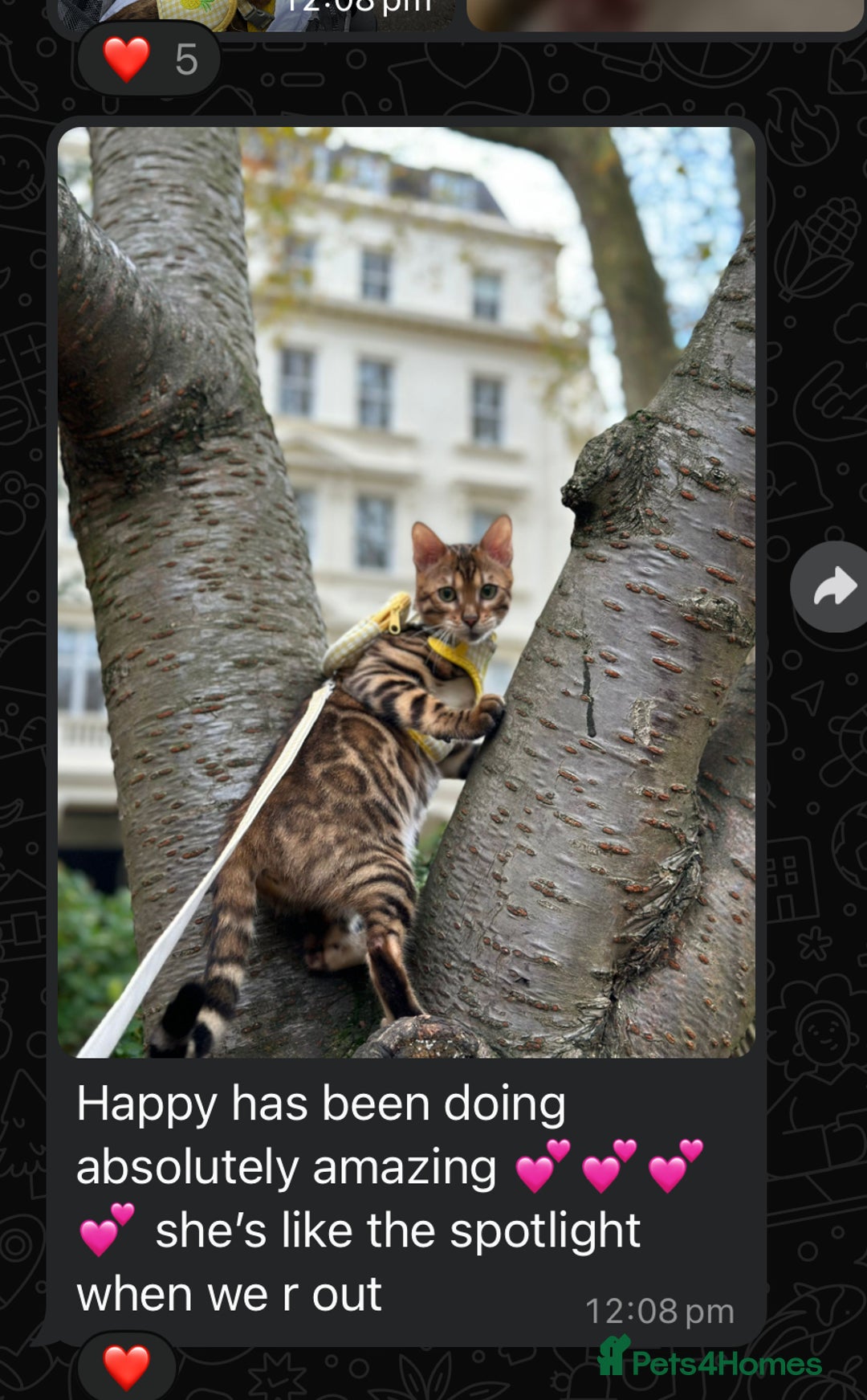 Bengal cats for sale: 🏆🎉New Pedigree Tica Mini Leopards Ready Soon🎉🏆 - Advert 24