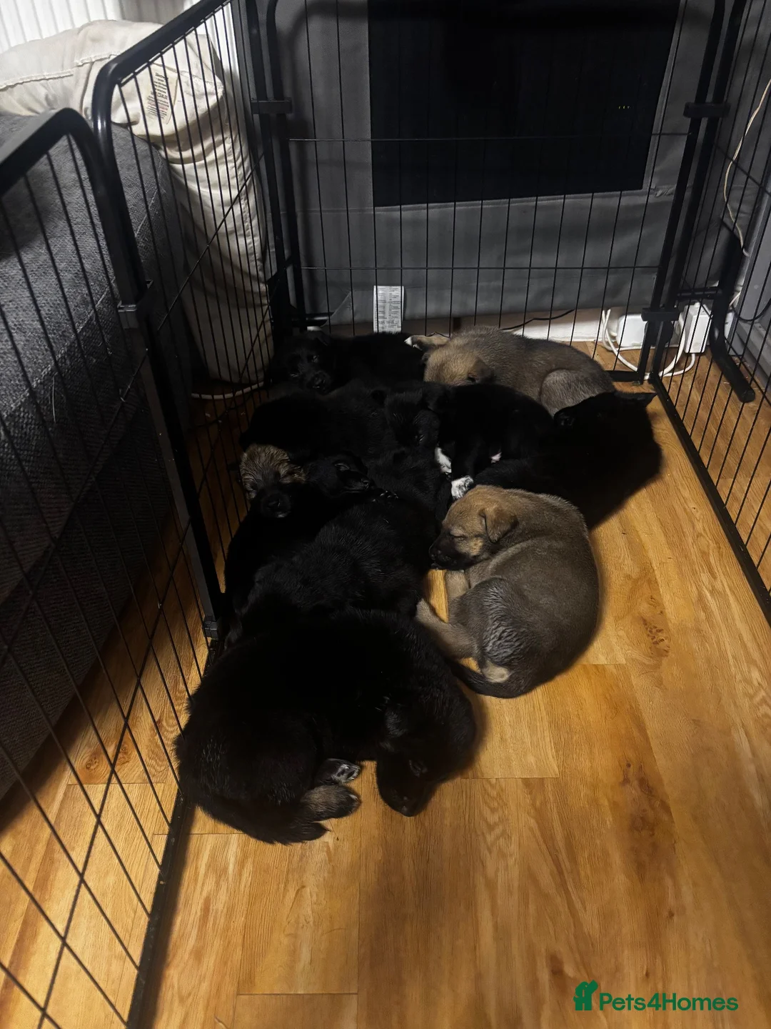 German Shepherd dogs for sale: Litter German shepherd puppies  in Leicester - Advert 2
