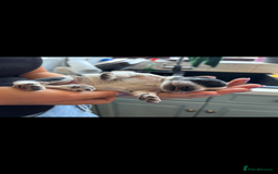 Cockapoo dogs for sale: Stunning cockapoo puppies - Image 12