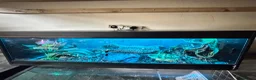Python Snake reptiles for sale: Corn snake /Royal ball python in Birmingham - Advert 2