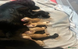 Cockapoo dogs for sale: F1 cockapoos  - Image 1