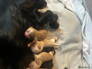 Cockapoo dogs - Advert 28