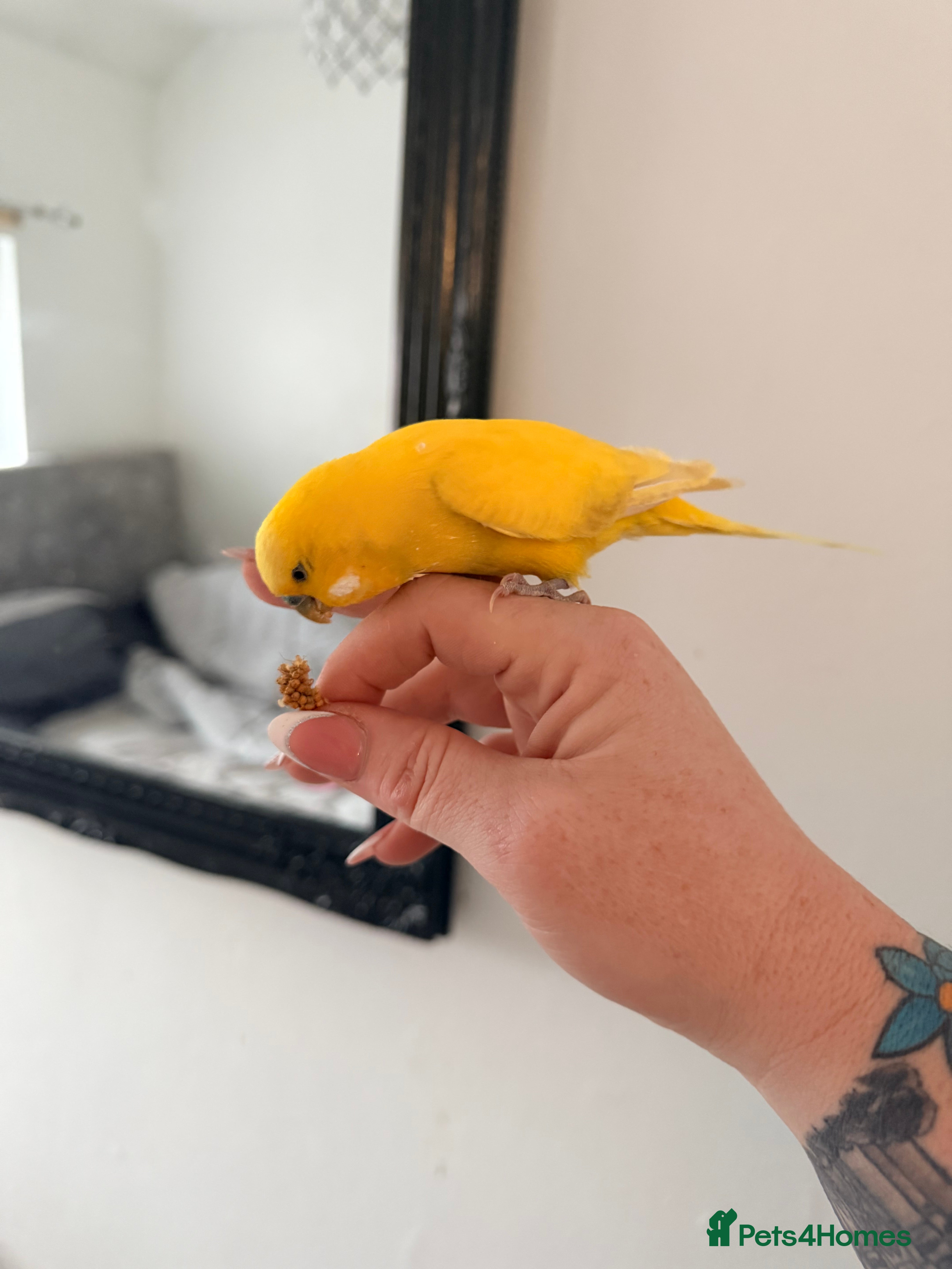 Budgerigars birds Mixed budgies - Advert 1