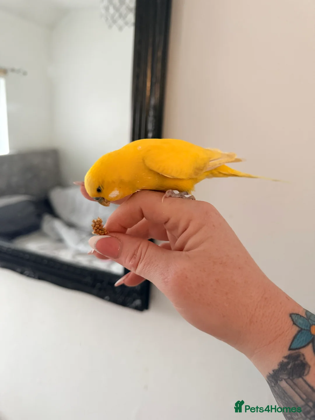 Budgerigars birds for sale: Mixed budgies - Advert 1