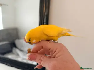 Budgerigars birds Mixed budgies - Advert 2