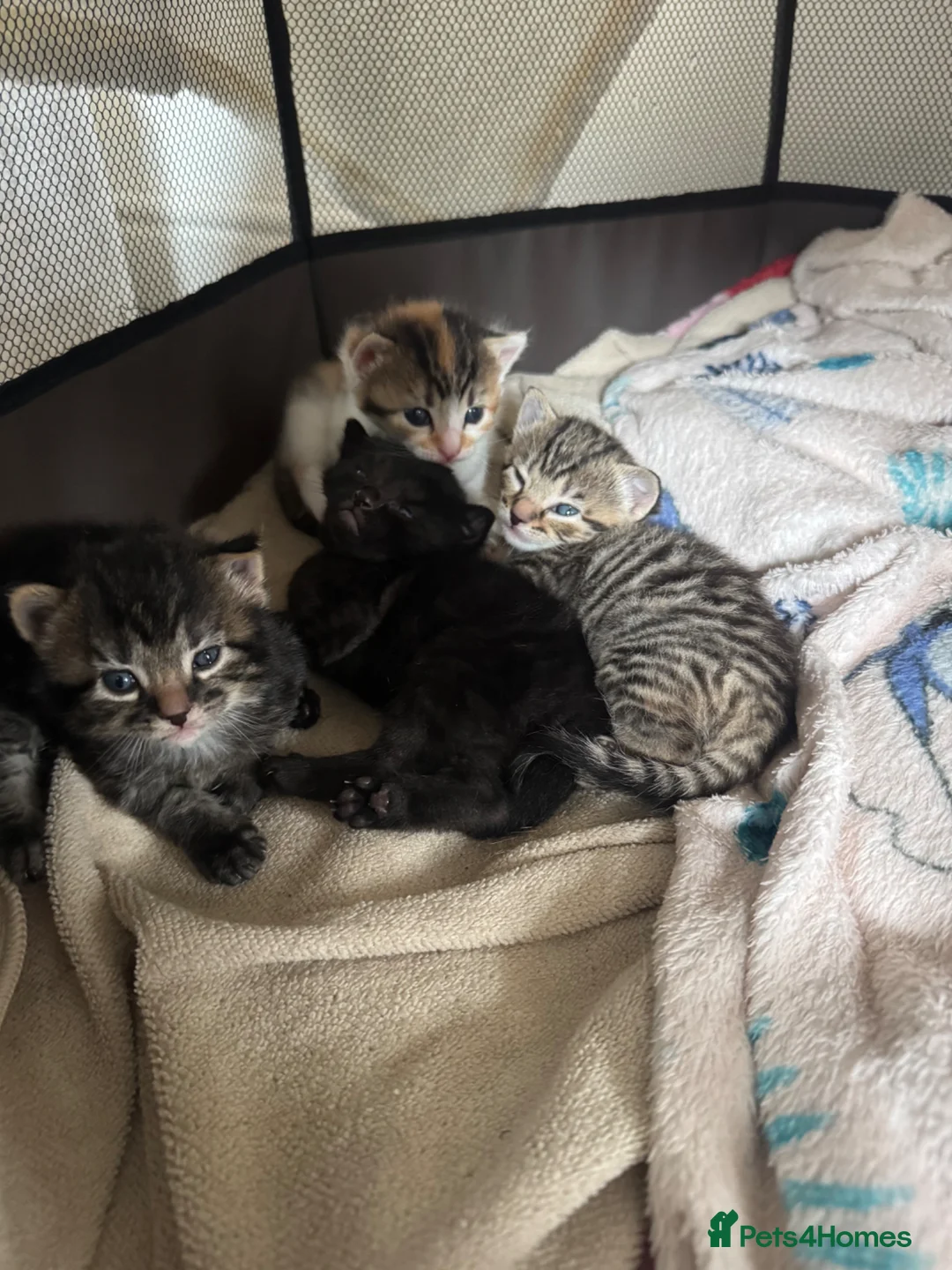 Mixed Breed cats for sale: The cutest kittens ever  - Advert 2