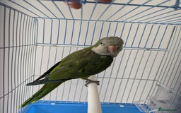 Parakeets birds for sale: Males and females DNA tested Quaker parrots babies - Image 20