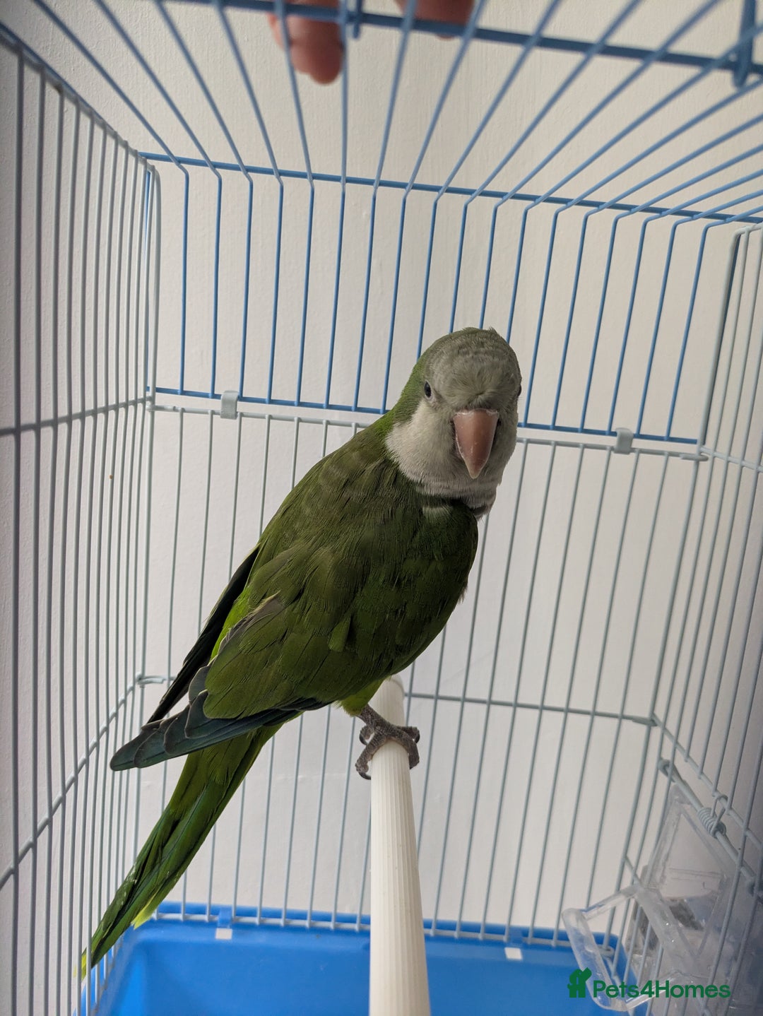 Parakeets birds for sale: Males and females DNA tested Quaker parrots babies - Image 20