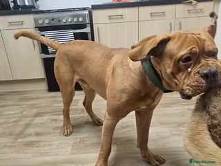 Mixed Breed dogs Buddy - Advert 3