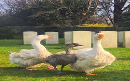 Mixed Breed birds for sale: NE NE geese - Image 4