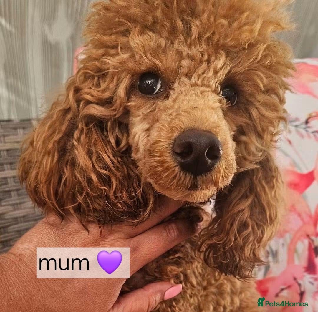 Toy Poodle dogs Licensed breeder, 1 girl kc fox red toy poodle - Advert 2