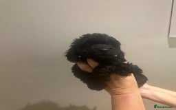 Cockapoo dogs for sale: F1 cockerpoos  - Image 4