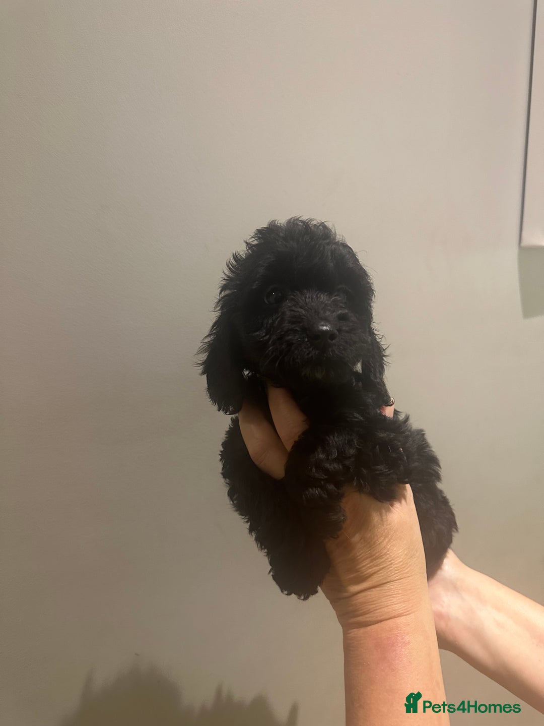 Cockapoo dogs for sale: F1 cockerpoos  - Image 4