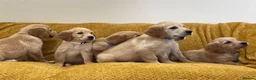 Golden Retriever dogs for sale: Quality litter of KC reg Golden Retriever puppies - Advert 29