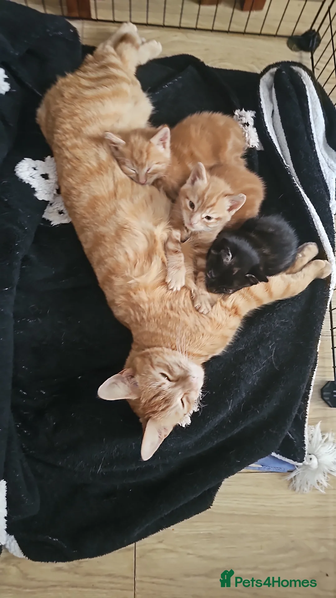 Mixed Breed cats for sale: Ginger male kitten for sale - Advert 1