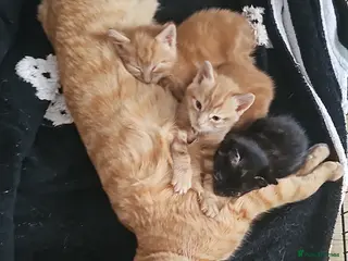 Mixed Breed cats Ginger male kitten for sale - Advert 16