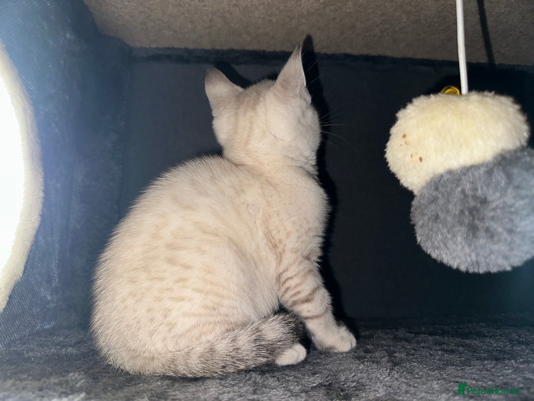 Bengal cats for sale: Snow Lynx, Marble & Brown Rosette Bengals - Image 40