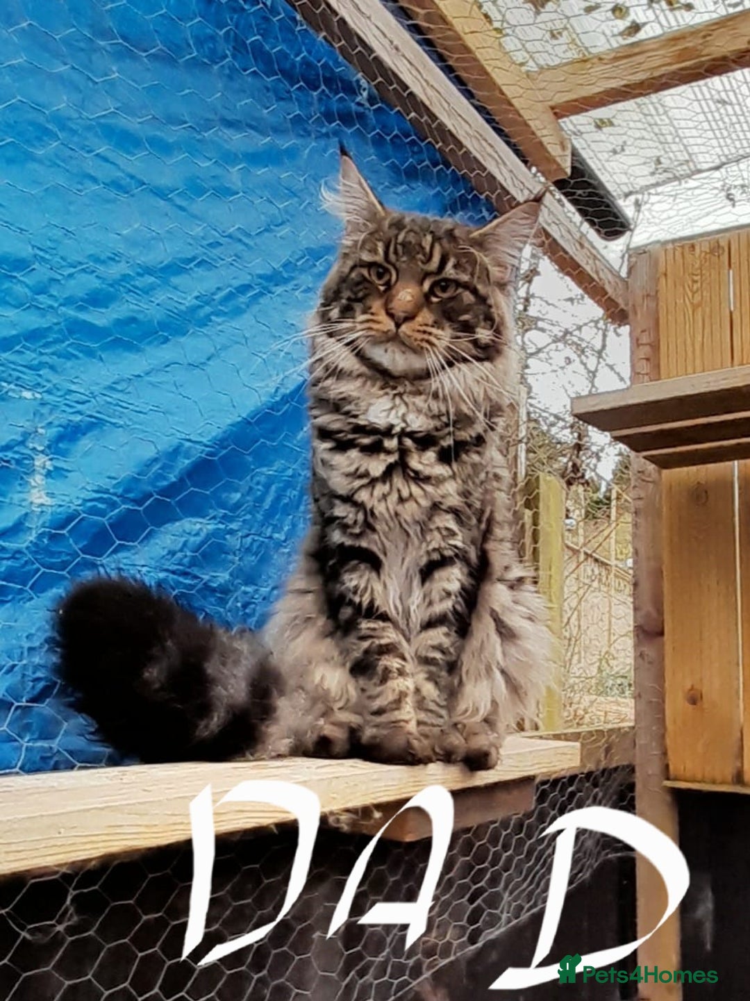 Maine Coon cats for sale: Beautiful Maine Coon kittens  - Advert 29