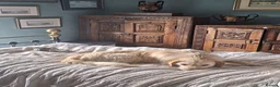 Mixed Breed dogs for adoption: Klara 🩷 in Macclesfield - Advert 5