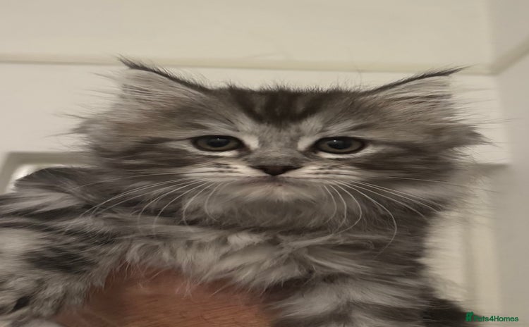 Ragcoon cats - Advert 1
