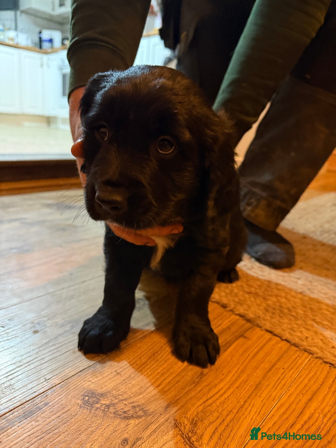 Mixed Breed dogs for sale: Golden Retriever cross Sprollies - Advert 18