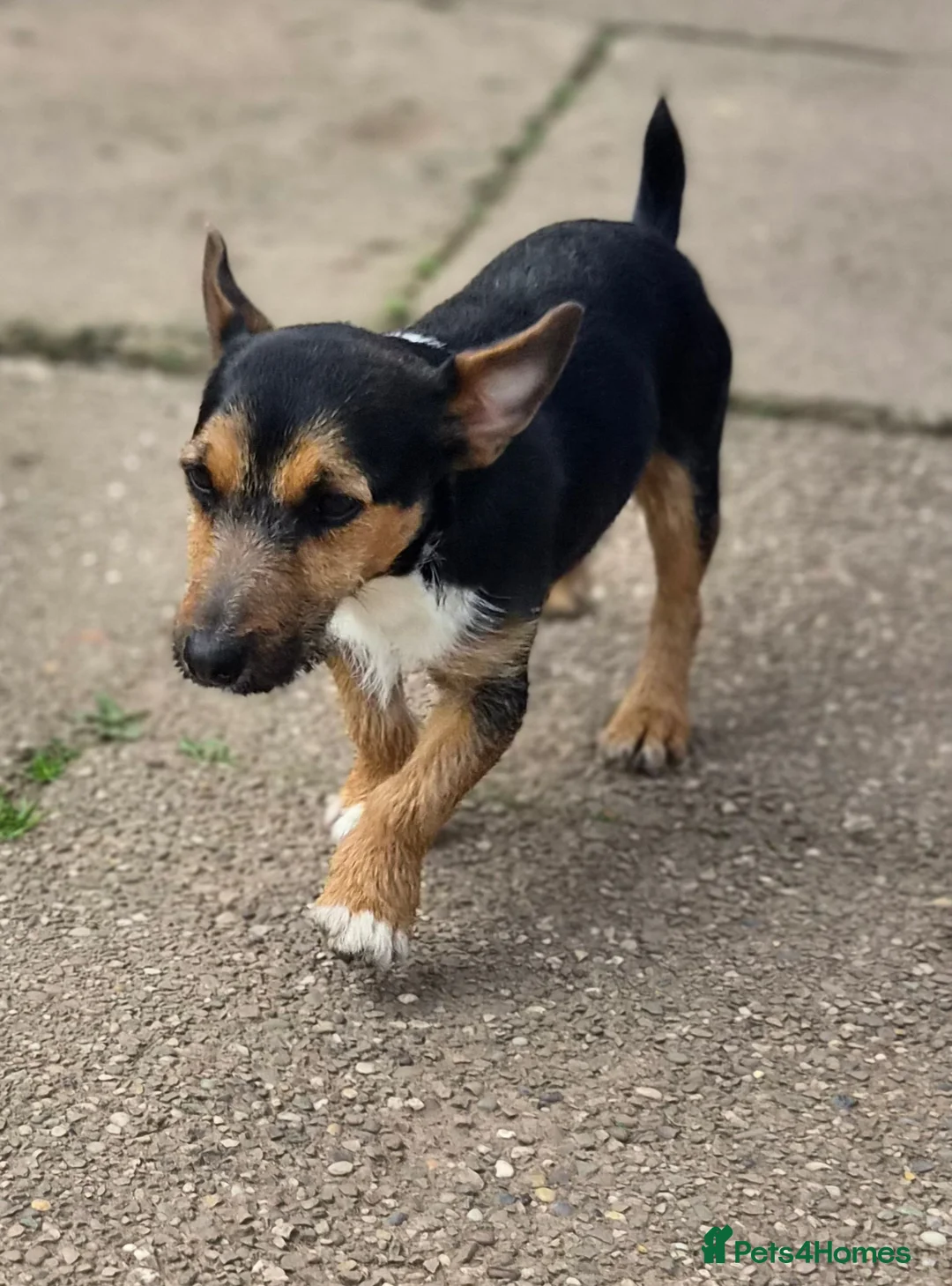 Jack Russell dogs for sale: Jack russel male dog for sale  in Uttoxeter - Advert 1