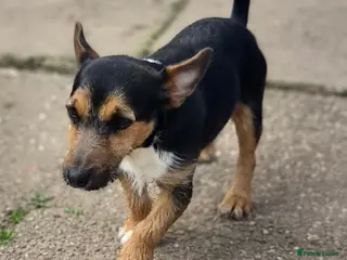 Jack Russell dogs Jack russel male dog for sale - Advert 2