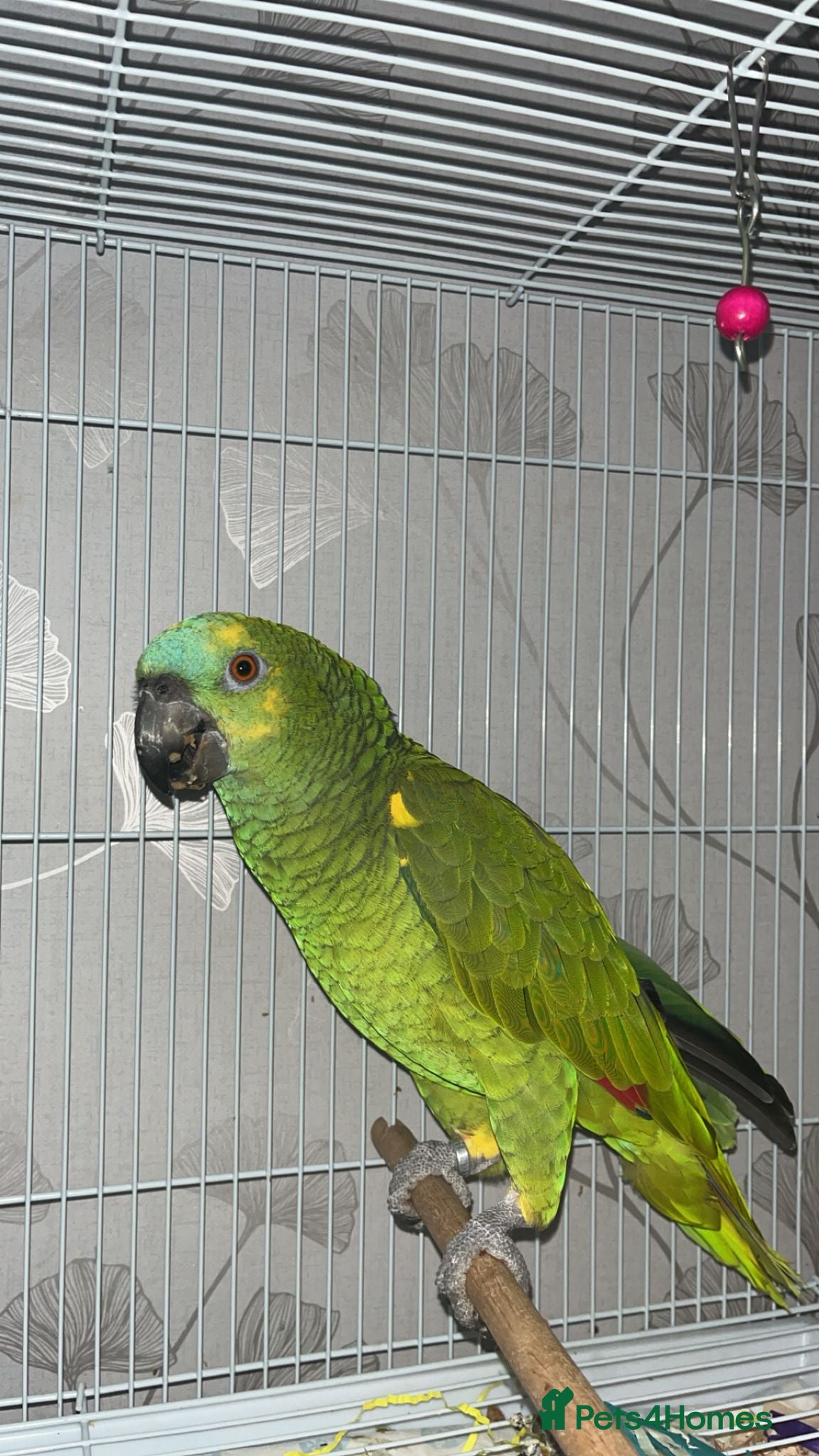 Parrots birds Beautiful blue fronted amazon parrot - Advert 1