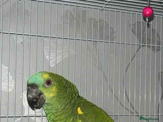 Parrots birds Beautiful blue fronted amazon parrot - Advert 3