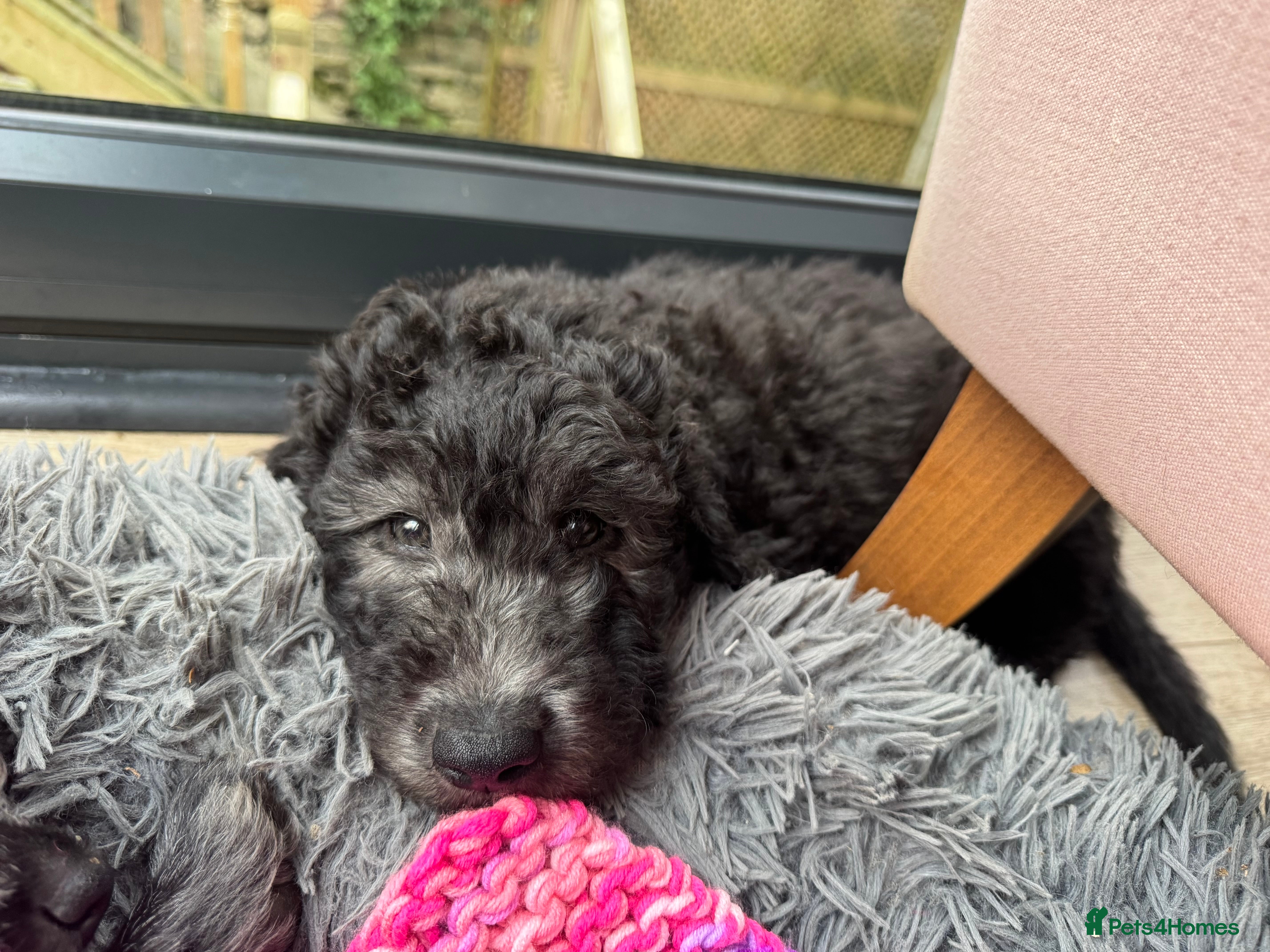 Labradoodle dogs Adorable Home-Raised F2B Labradoodle Puppies - Advert 5