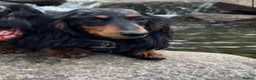 Miniature Dachshund dogs for sale: Kc reg miniature dachshund  - Advert 5