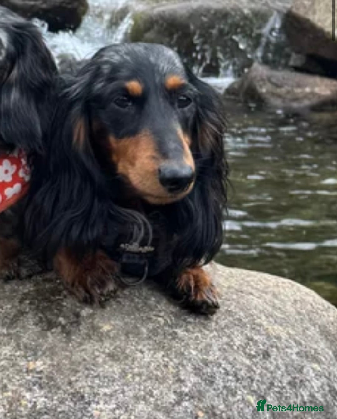 Miniature Dachshund dogs for sale: Kc reg miniature dachshund  - Advert 5