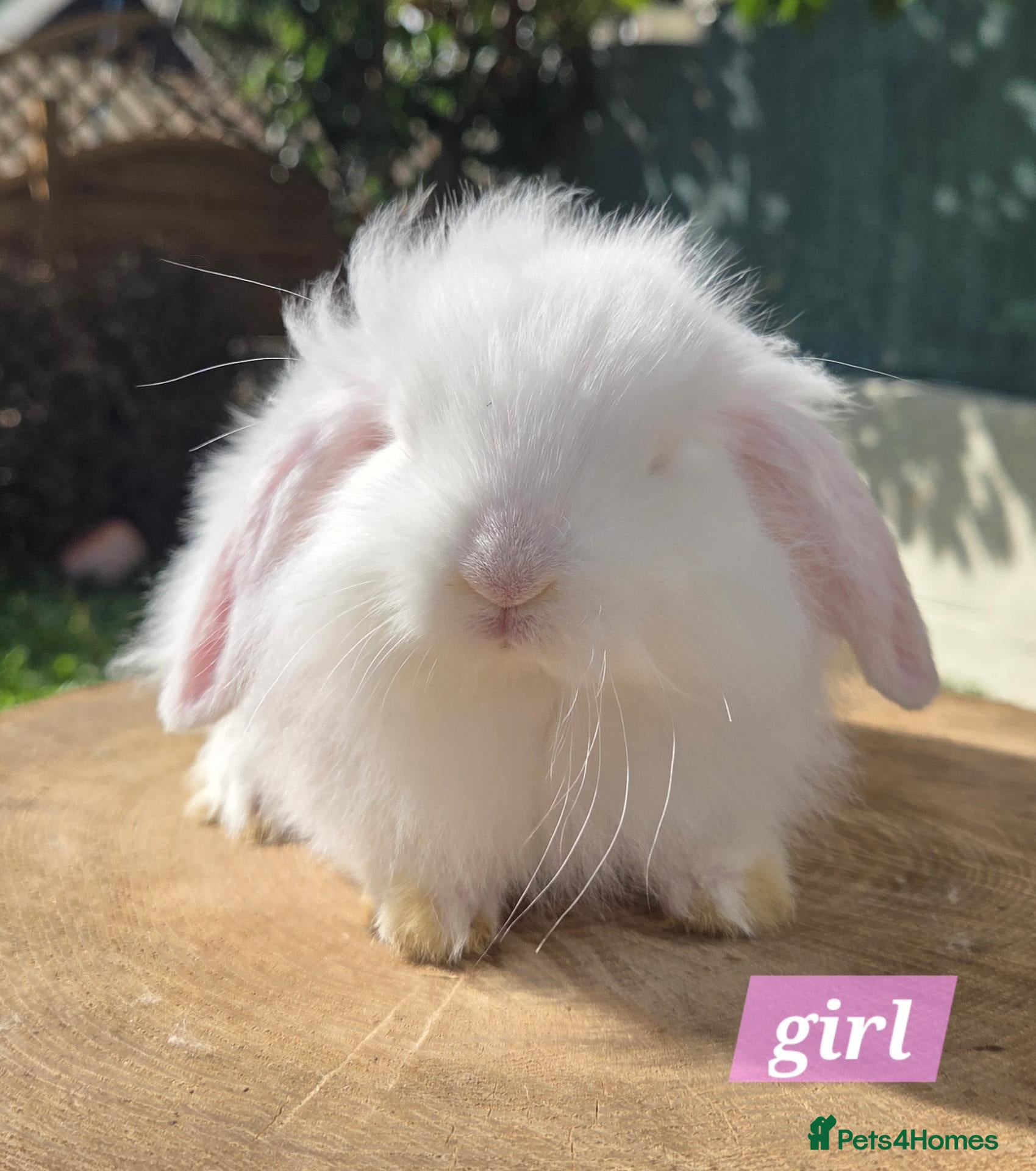Angora rabbits  Super fluffy baby teddywidders ready to go now  - Advert 2