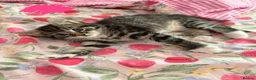 Khao Manee cats for sale: Kittens - Advert 7