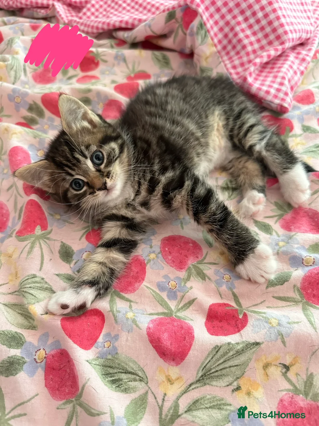 Khao Manee cats for sale: Kittens - Advert 7