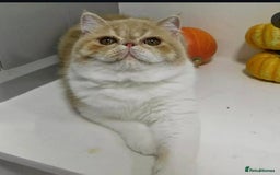 Exotic cats for sale: 🥰Retired Queen- looking for her furever 🏡  - Image 1