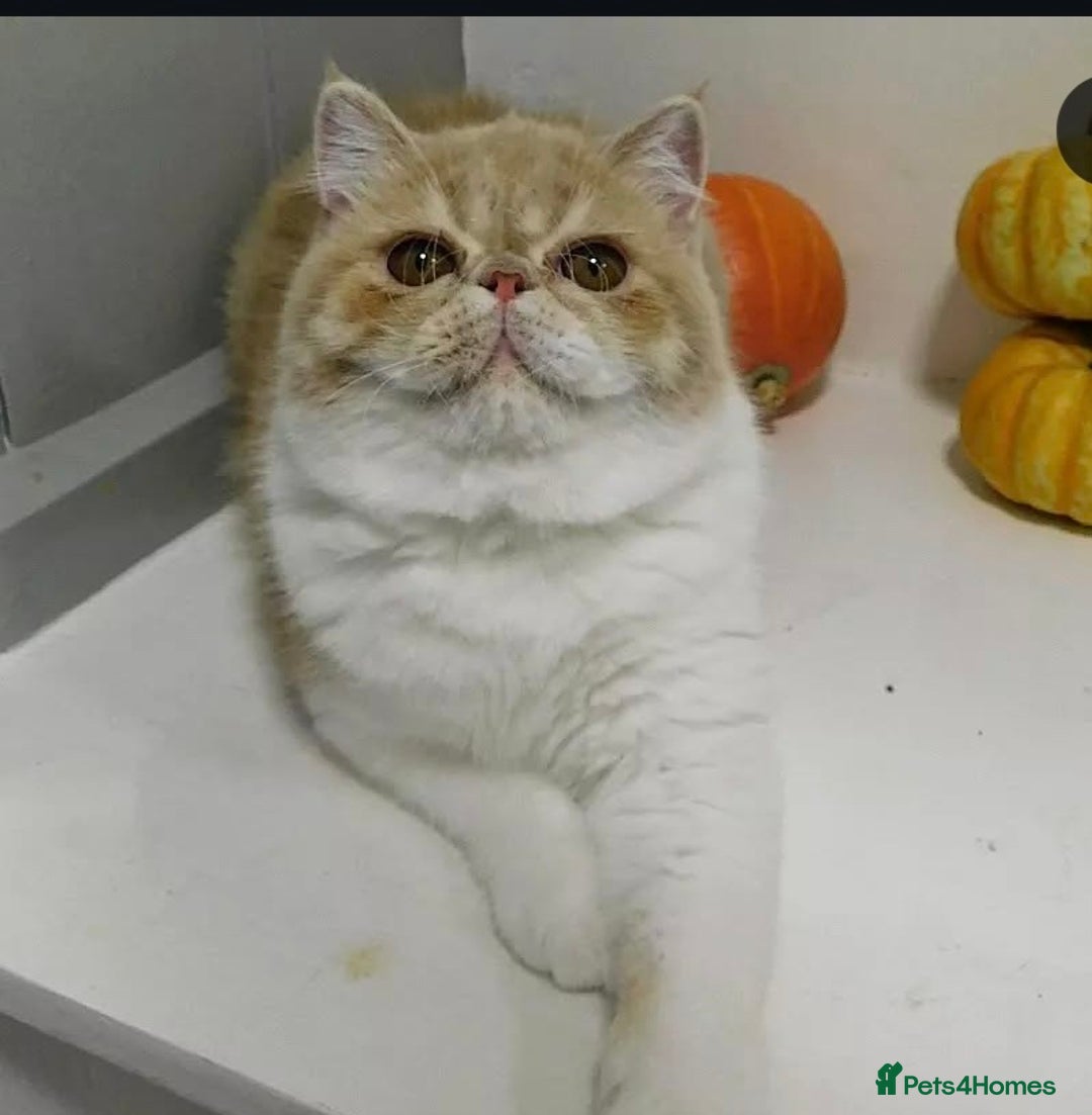 Exotic cats for sale: 🥰Retired Queen- looking for her furever 🏡  - Image 1
