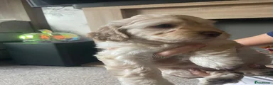 Labradoodle 5