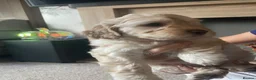 Labradoodle dogs for sale: ⭐️ F1b Miniature Labradoodles⭐️ - Advert 5