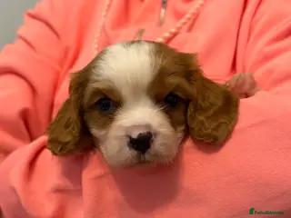 Cavalier King Charles Spaniel dogs Kc registered health clear King Charles cavaliers - Advert 17