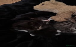 Domestic Shorthair cats for sale: 5 Tabby & Tuxedo kittens for sale - Image 13