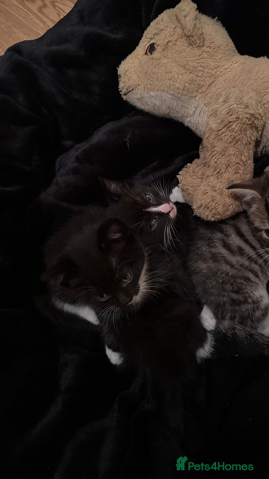 Domestic Shorthair cats for sale: 5 Tabby & Tuxedo kittens for sale - Image 13