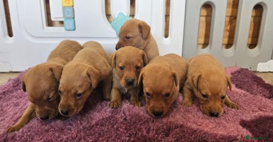 Labrador Retriever dogs - Advert 5