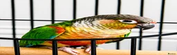 Conures birds for sale: PAIR OF GREEN CHEEK CONURES ❤️🦜 in Wembley - Advert 4