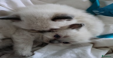 Ragdoll cats - Advert 5