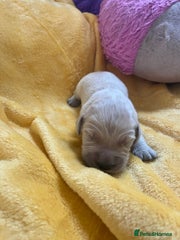 Golden Retriever Puppy 6
