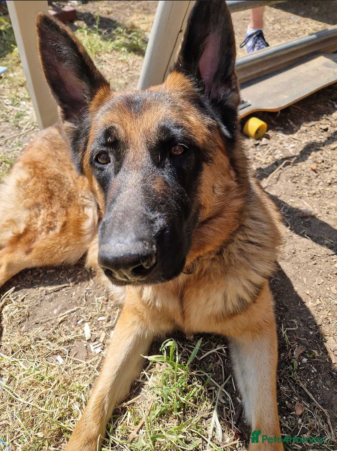 Mixed Breed dogs for sale: German Shepherd x Golden Retriever Puppies - Advert 1