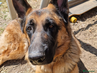 Mixed Breed dogs German Shepherd x Golden Retriever Puppies - Advert 2