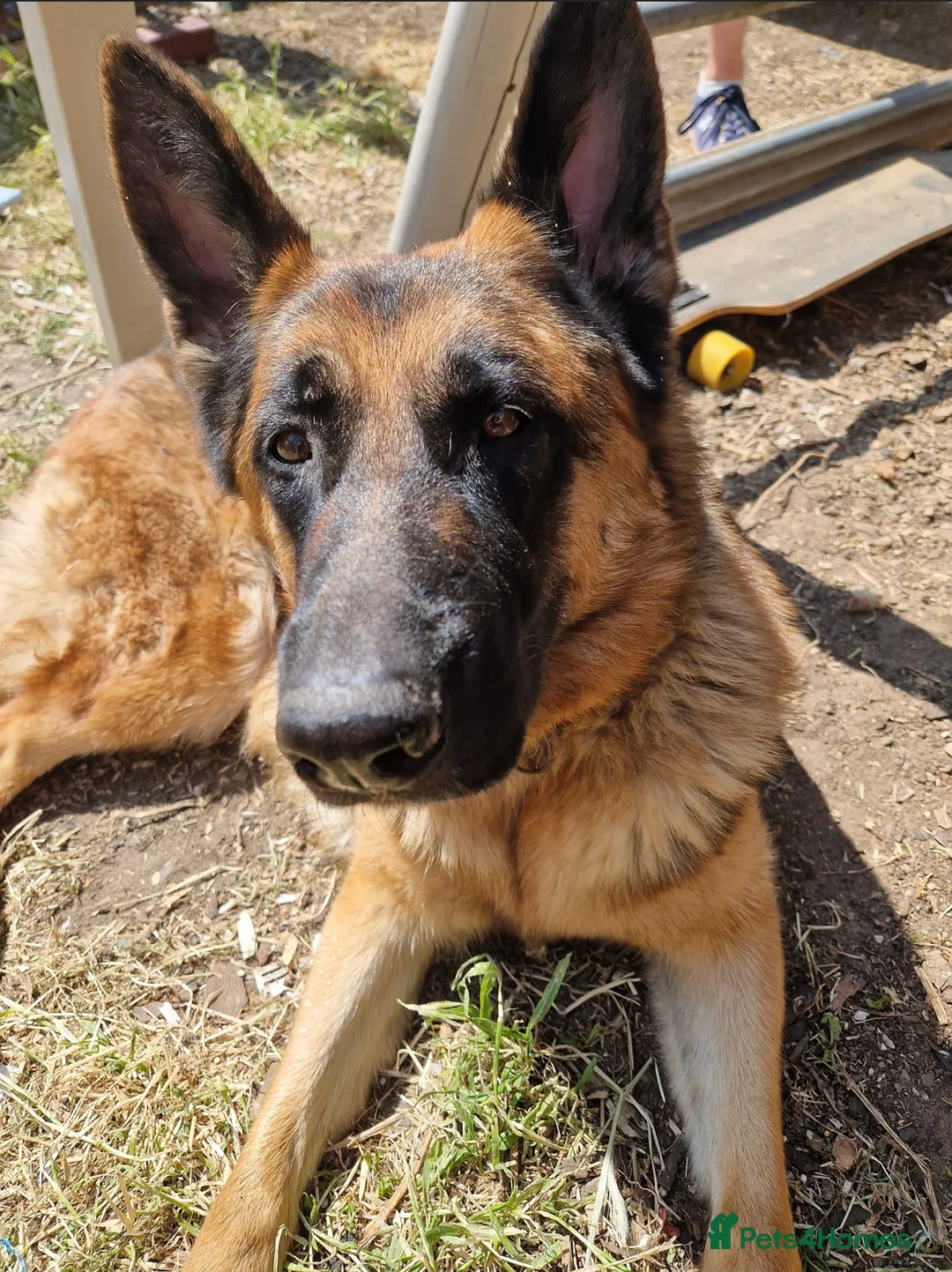 Mixed Breed dogs for sale: German Shepherd x Golden Retriever Puppies - Advert 1