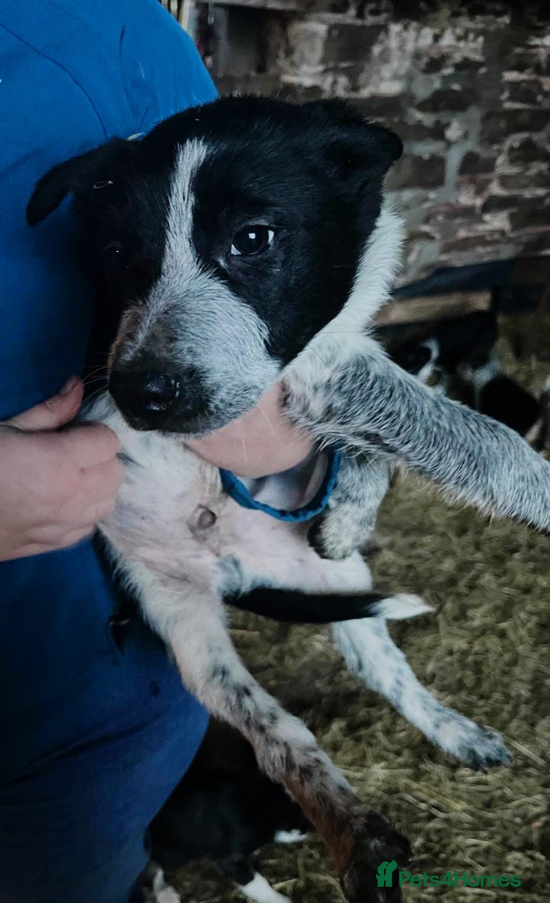 Border Collie dogs for sale: Beautiful collie puppies available  - Advert 2